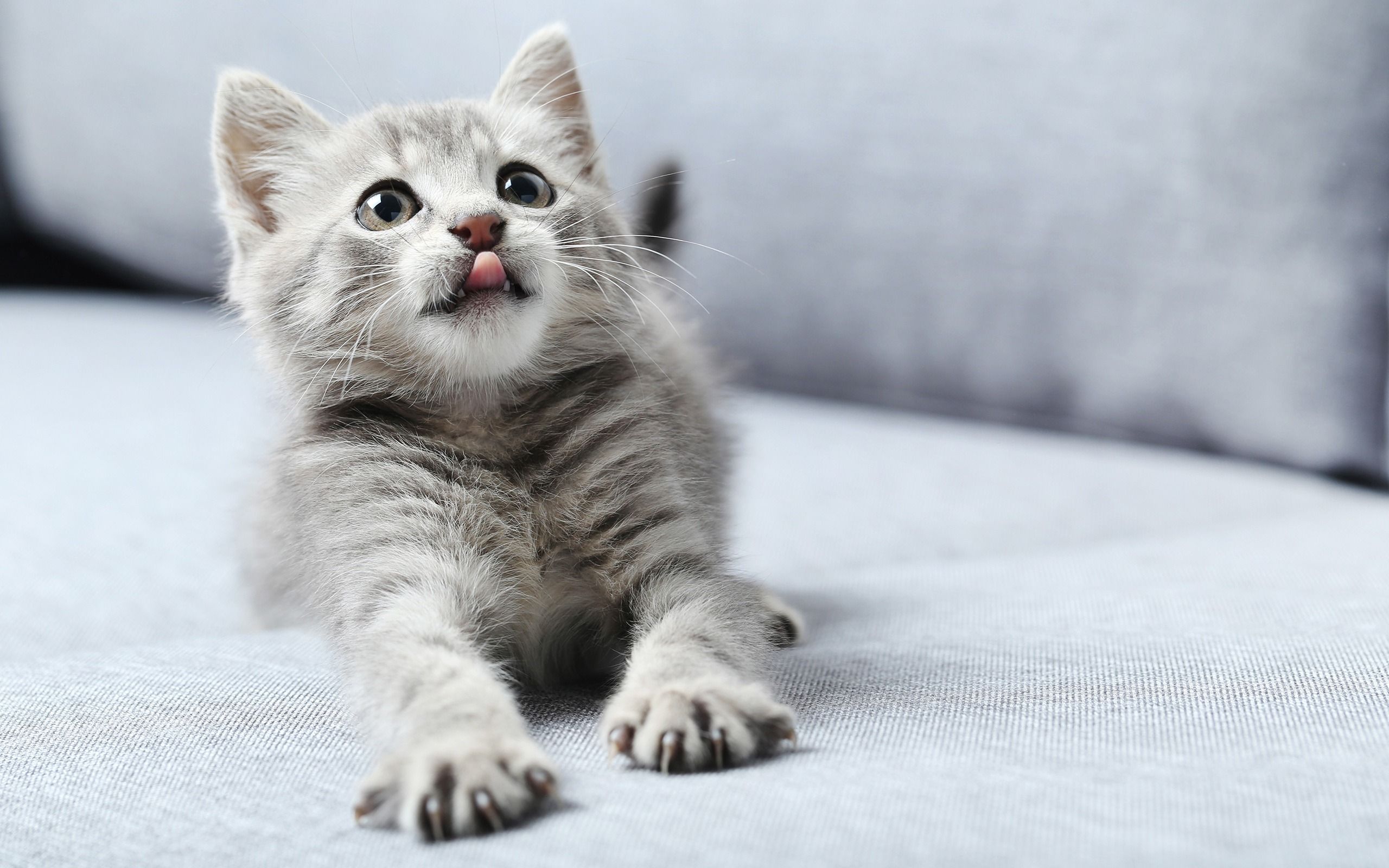 Cute gray kitten High Quality Wallpaper