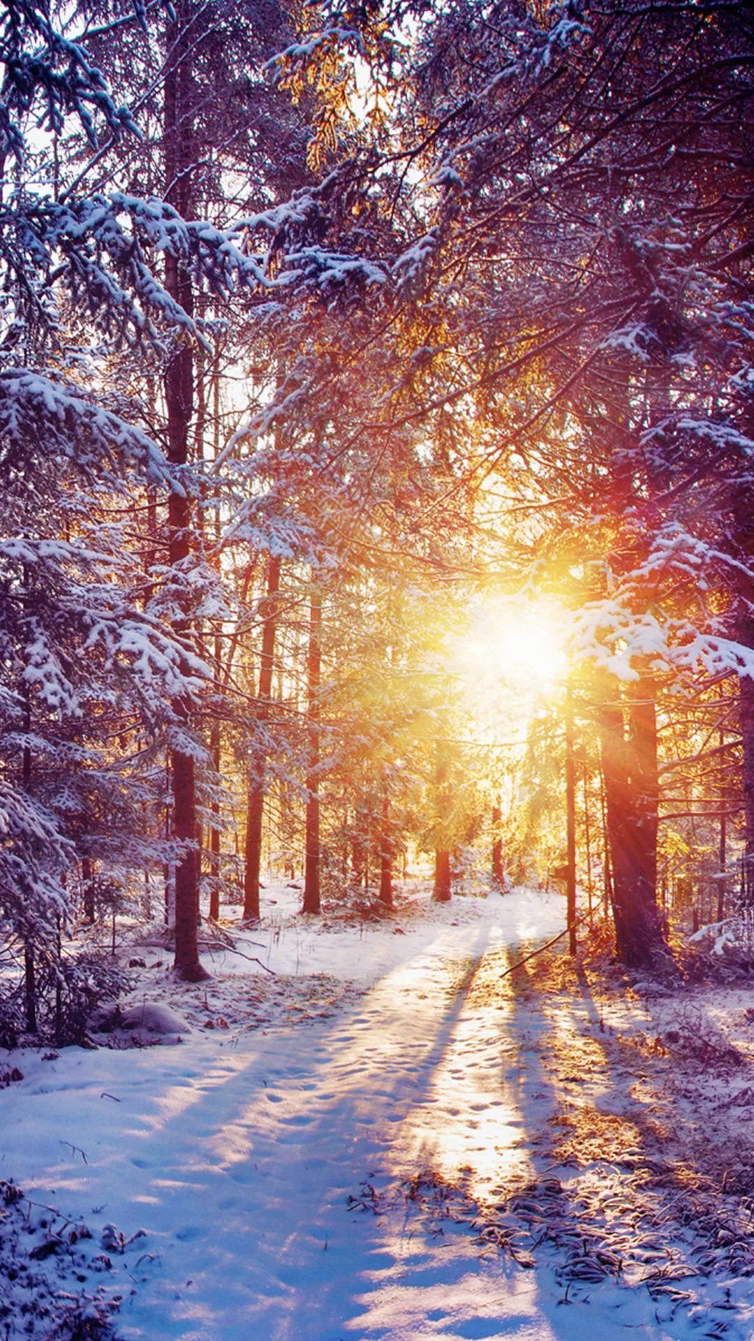 Winter Sunset Shining Through Forest .iphonewalls.net