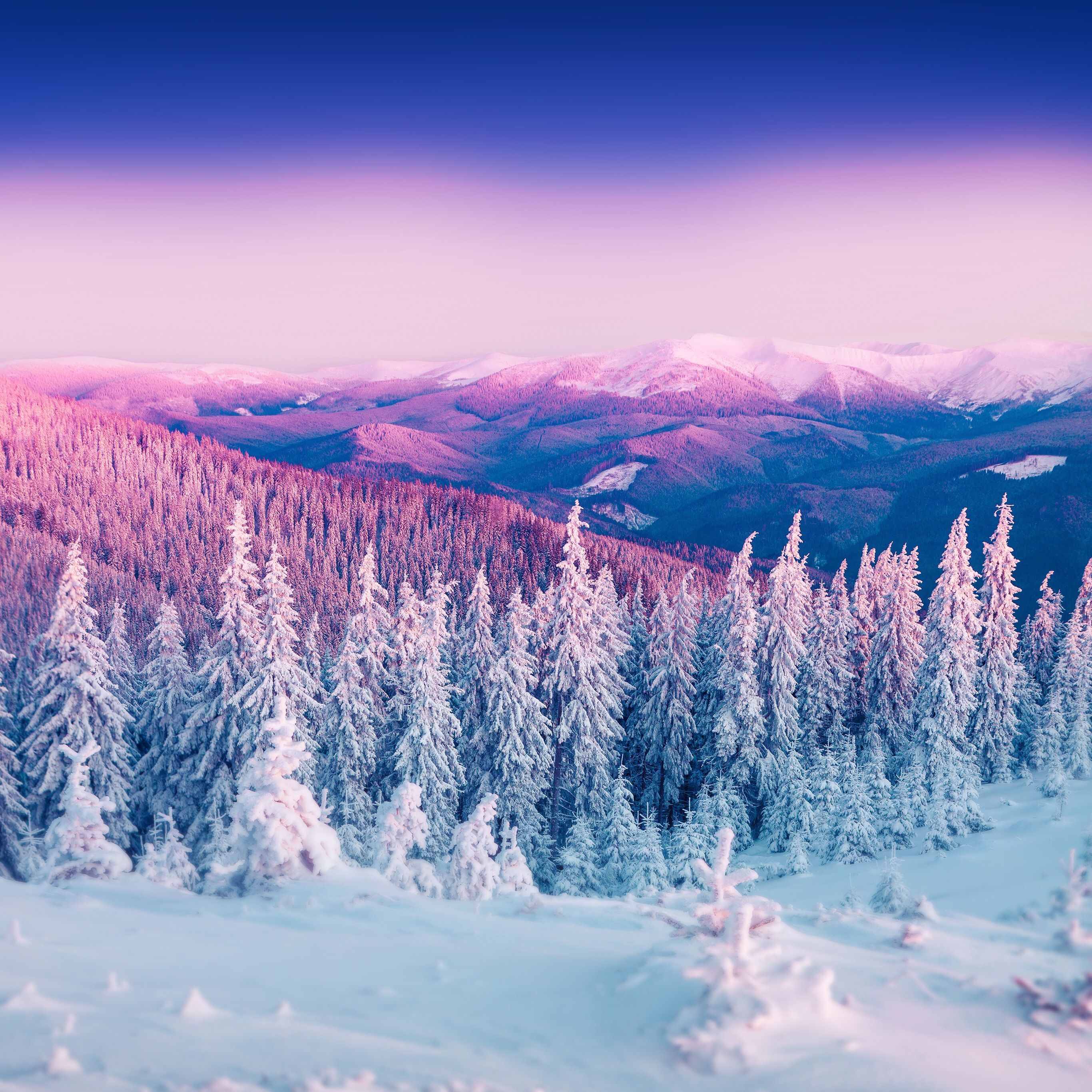 Colorful winter scene in the Carpathian mountains. First light of sunrise glowing fir trees and fr. iPhone wallpaper winter, Landscape wallpaper, Winter wallpaper