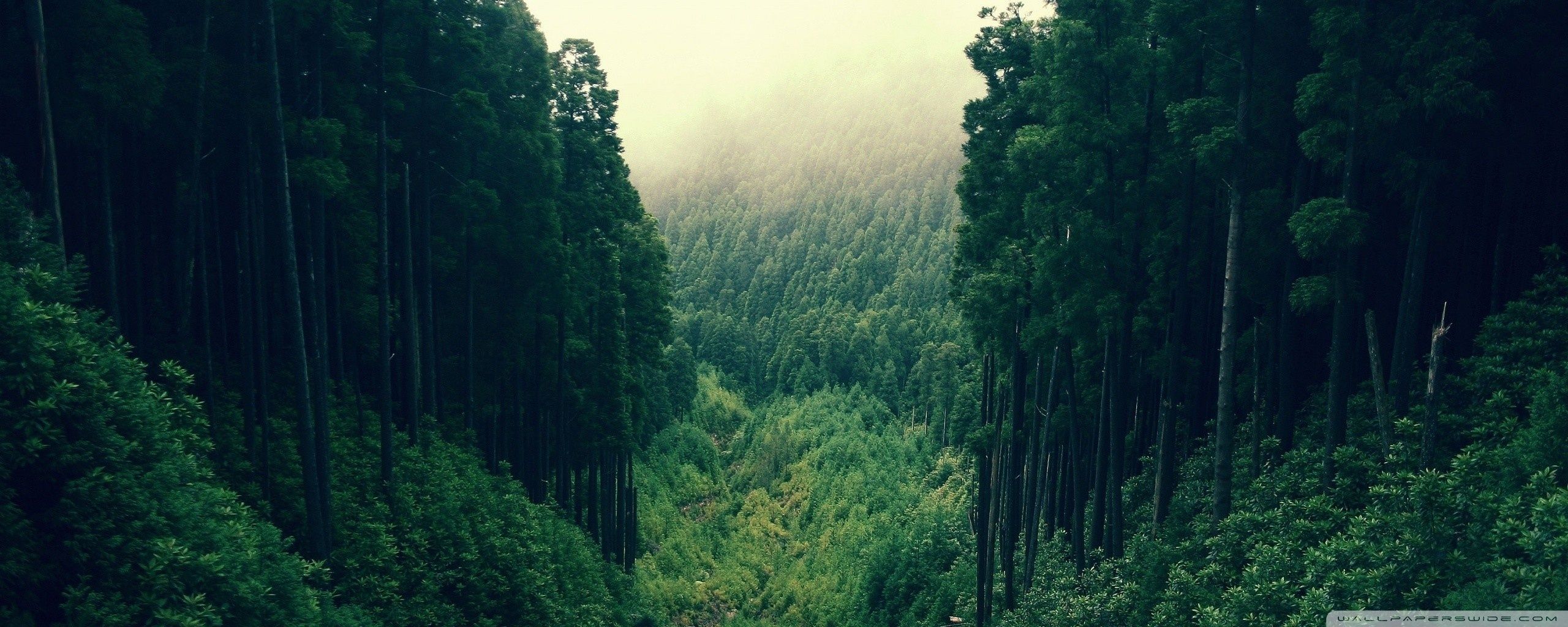 Mountain Forest Wallpaper HD