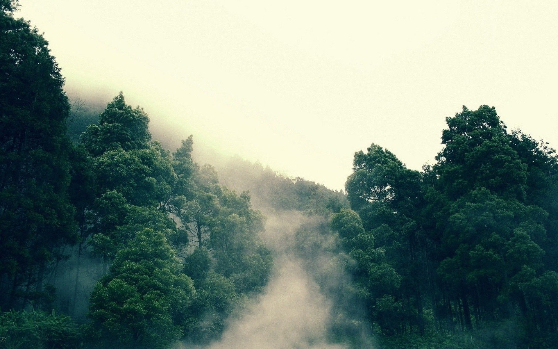 mountains, trees, forest, photography, fog wallpaper