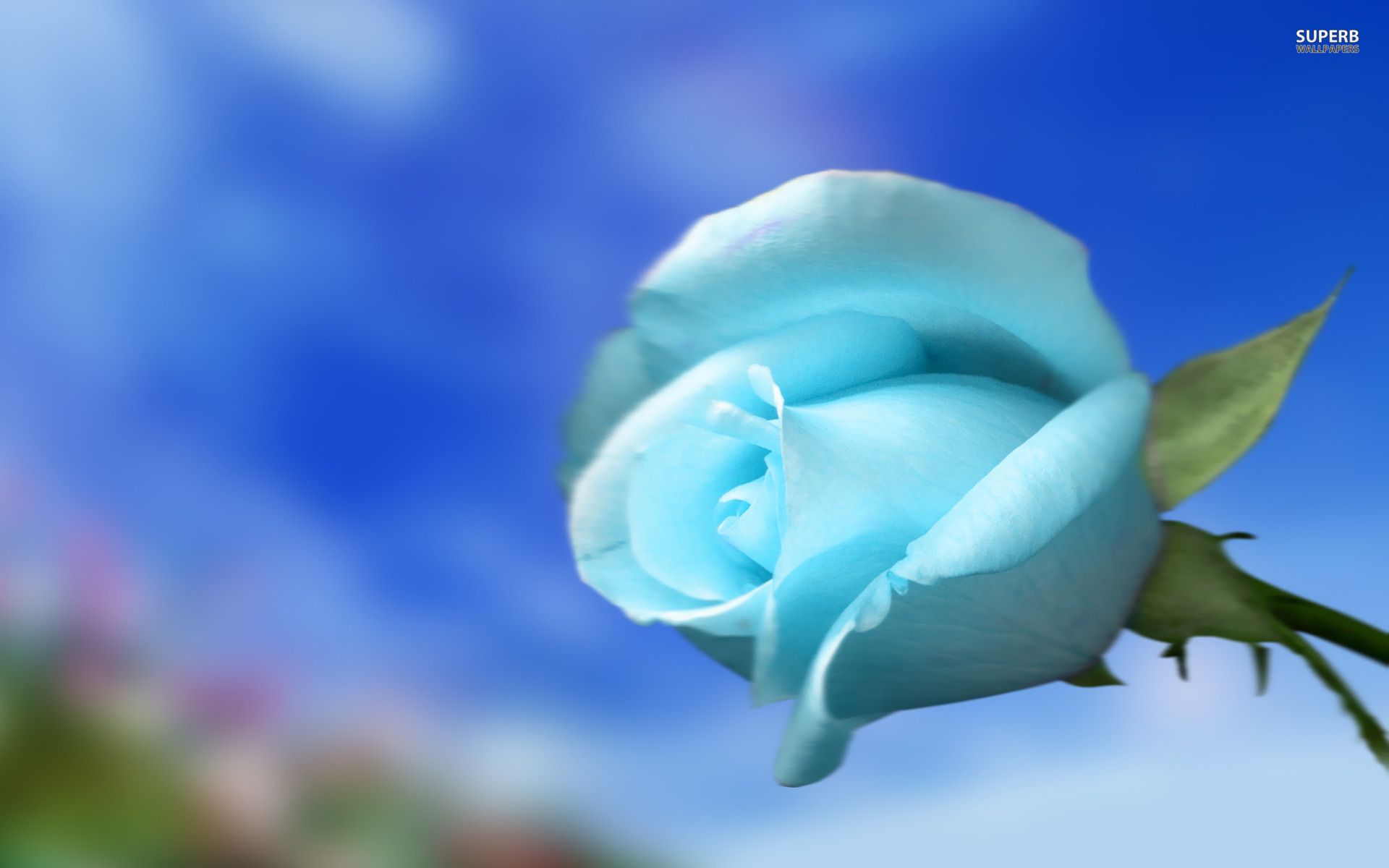 Beautiful Sky Blue Blue Rose Wallpaper