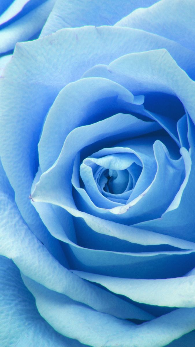 Blue rose. Blue roses wallpaper, Blue flower wallpaper, Rose wallpaper