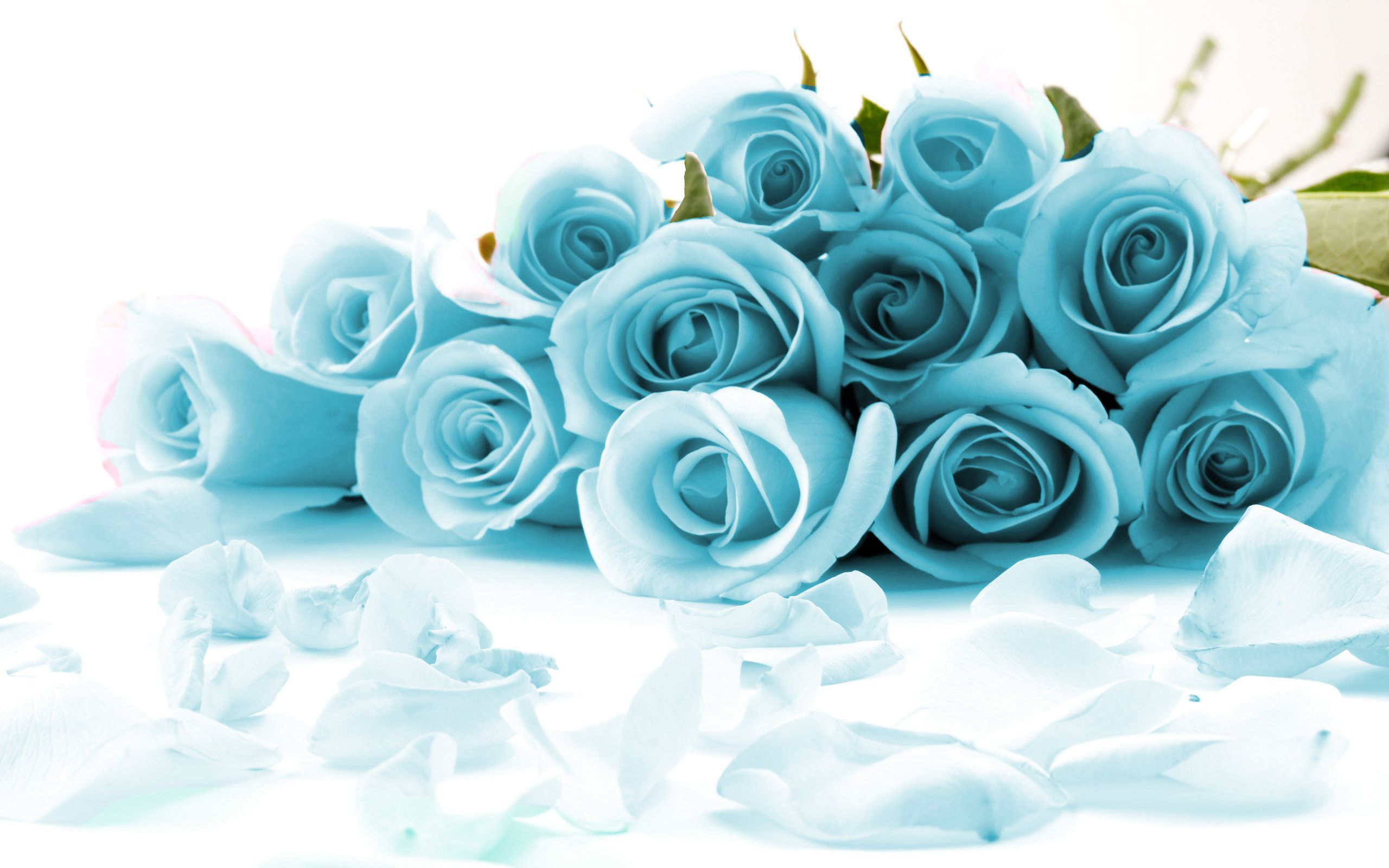 Blue Rose Wallpaper Roses Meaning Wallpaper & Background Download