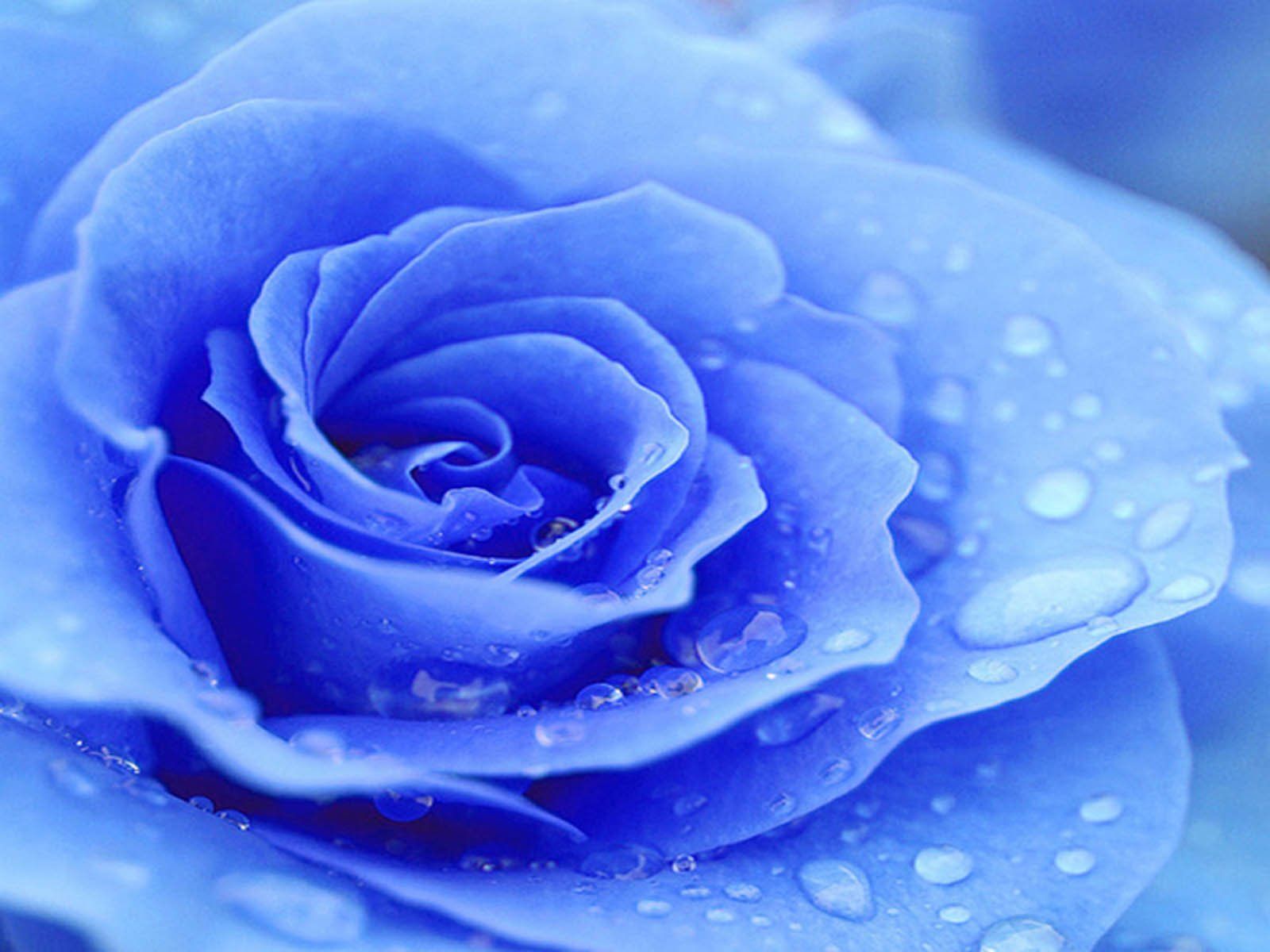 Free download wallpaper Blue Rose Wallpaper [1600x1200] for your Desktop, Mobile & Tablet. Explore Blue Roses Background. Blue Rose Background Wallpaper, Blue Rose Wallpaper HD, Blue Flowers Desktop Wallpaper