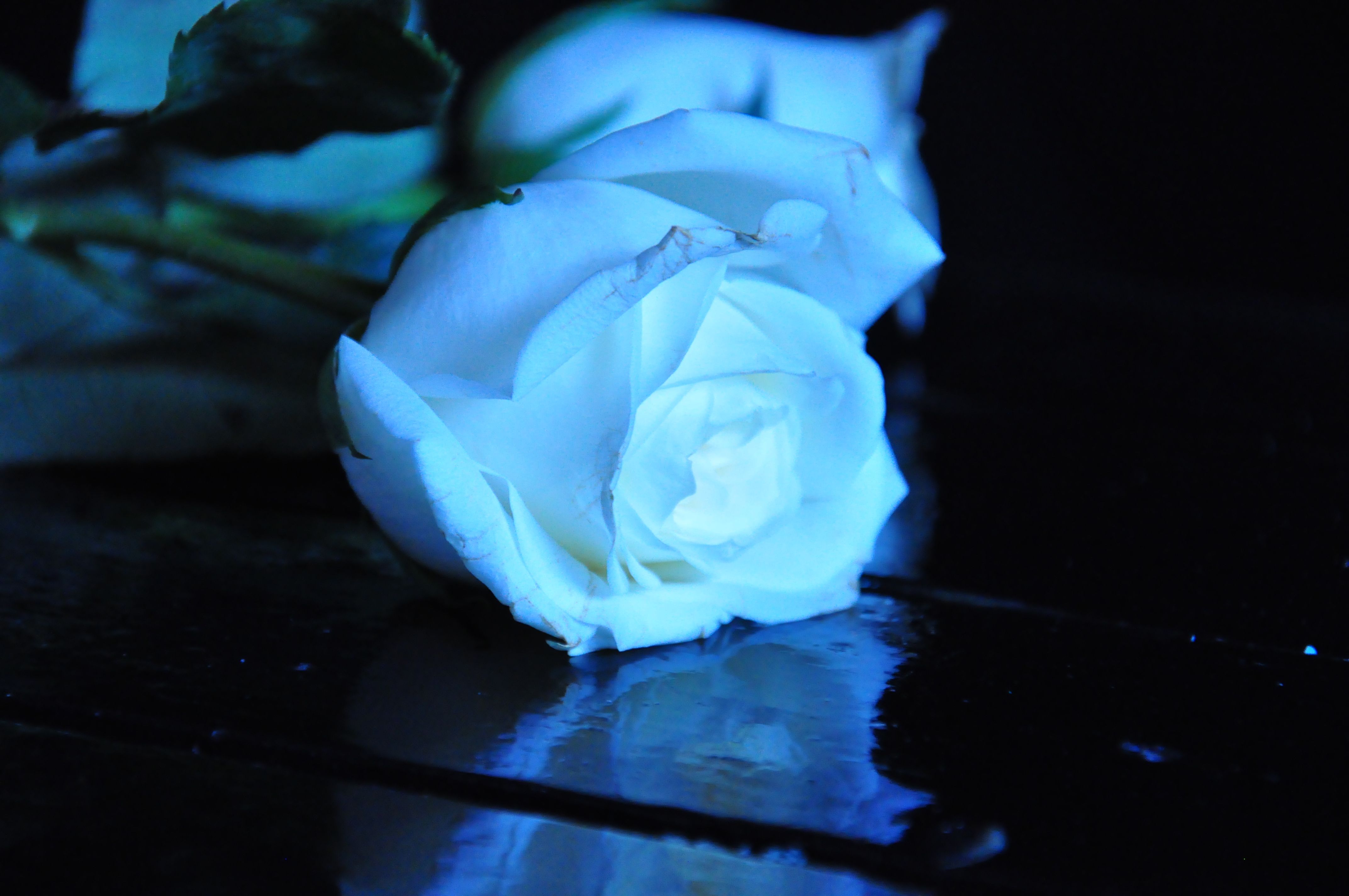 Desktop Wallpaper Blue Roses