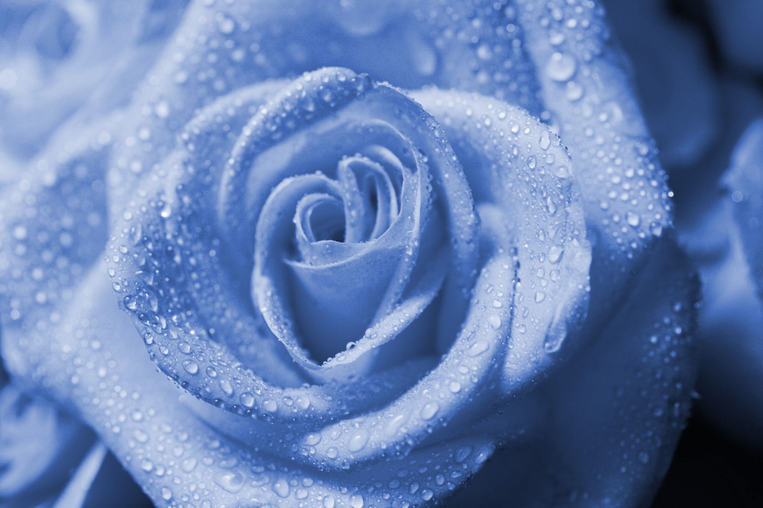 Wet Drops Blue Rose
