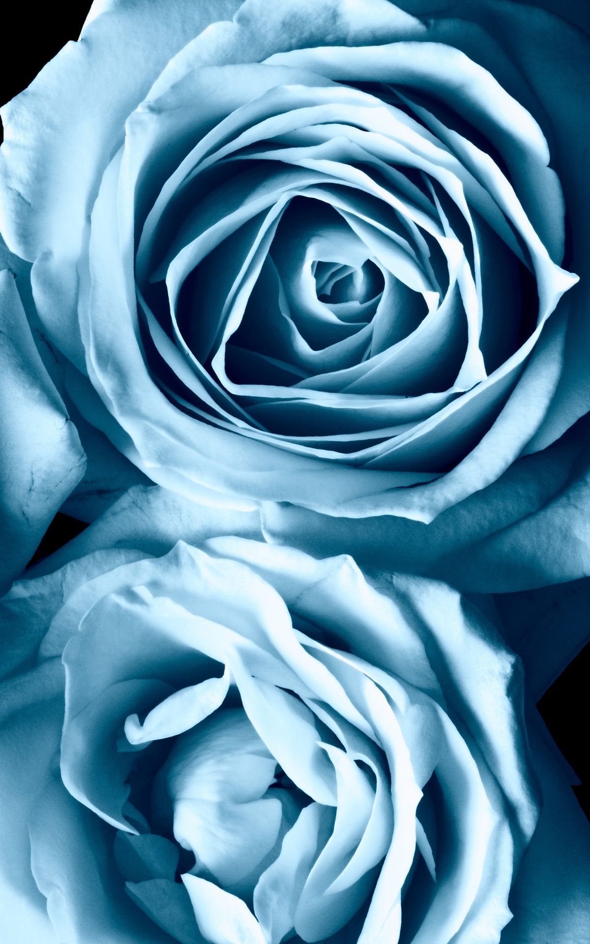 mykukula. Light blue roses, Blue roses, Blue flower wallpaper
