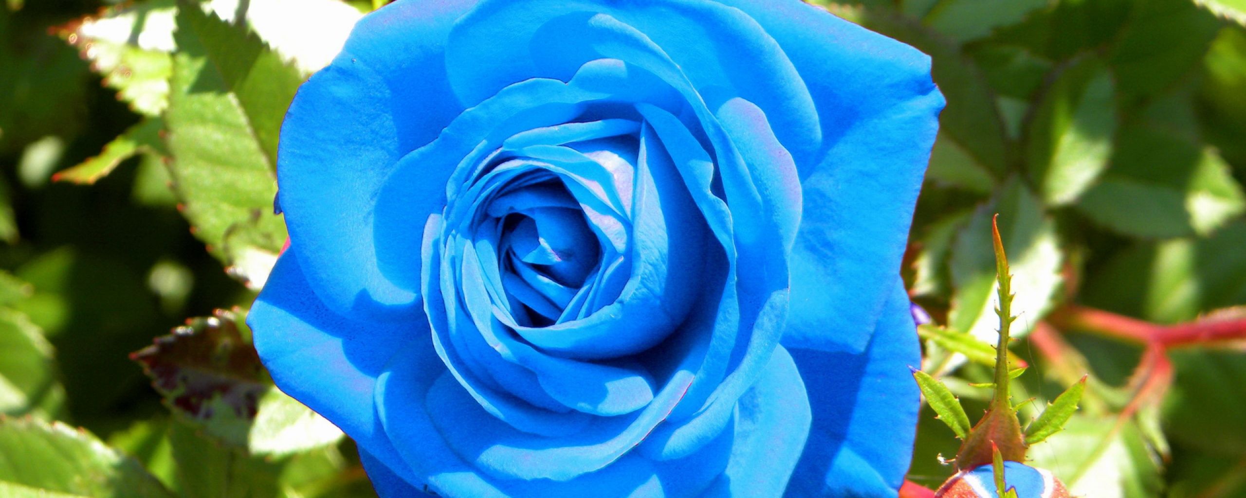Blue Rose Wallpaper HD Wallpaper