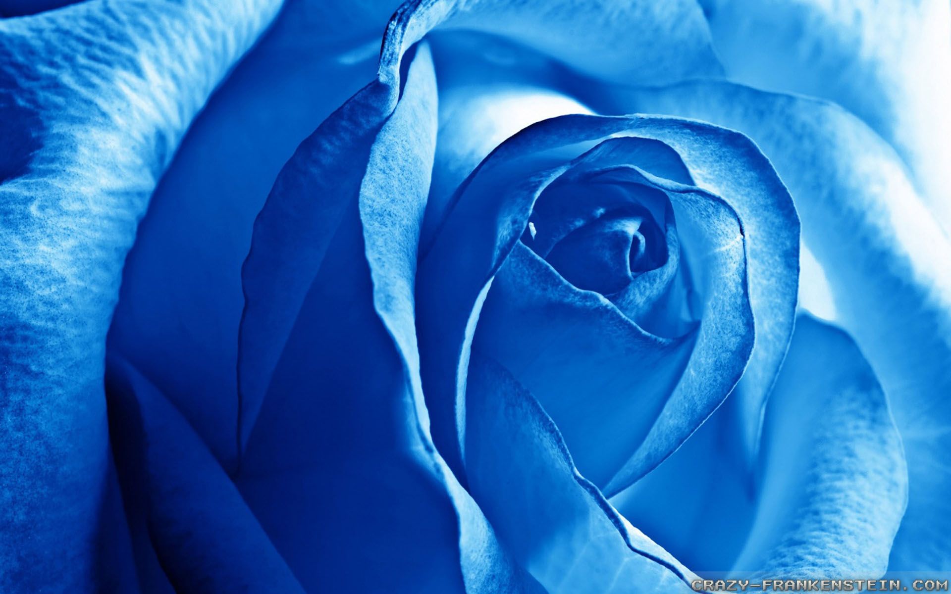 Light Blue Roses wallpaper