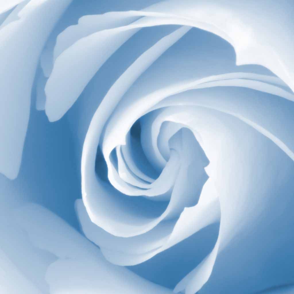 Blue Rose. Blue roses wallpaper, Blue roses, Light blue roses