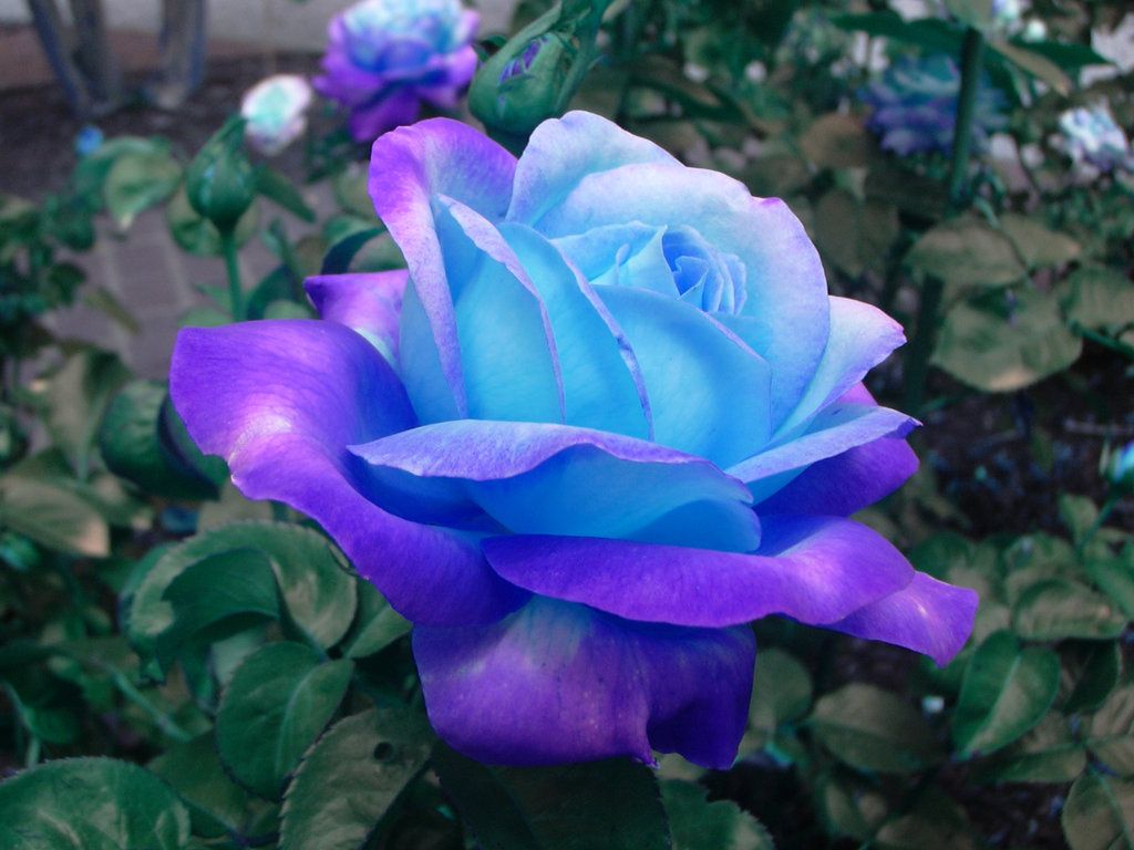 Blue Rose wallpaper, Video Game, HQ Blue Rose pictureK Wallpaper 2019