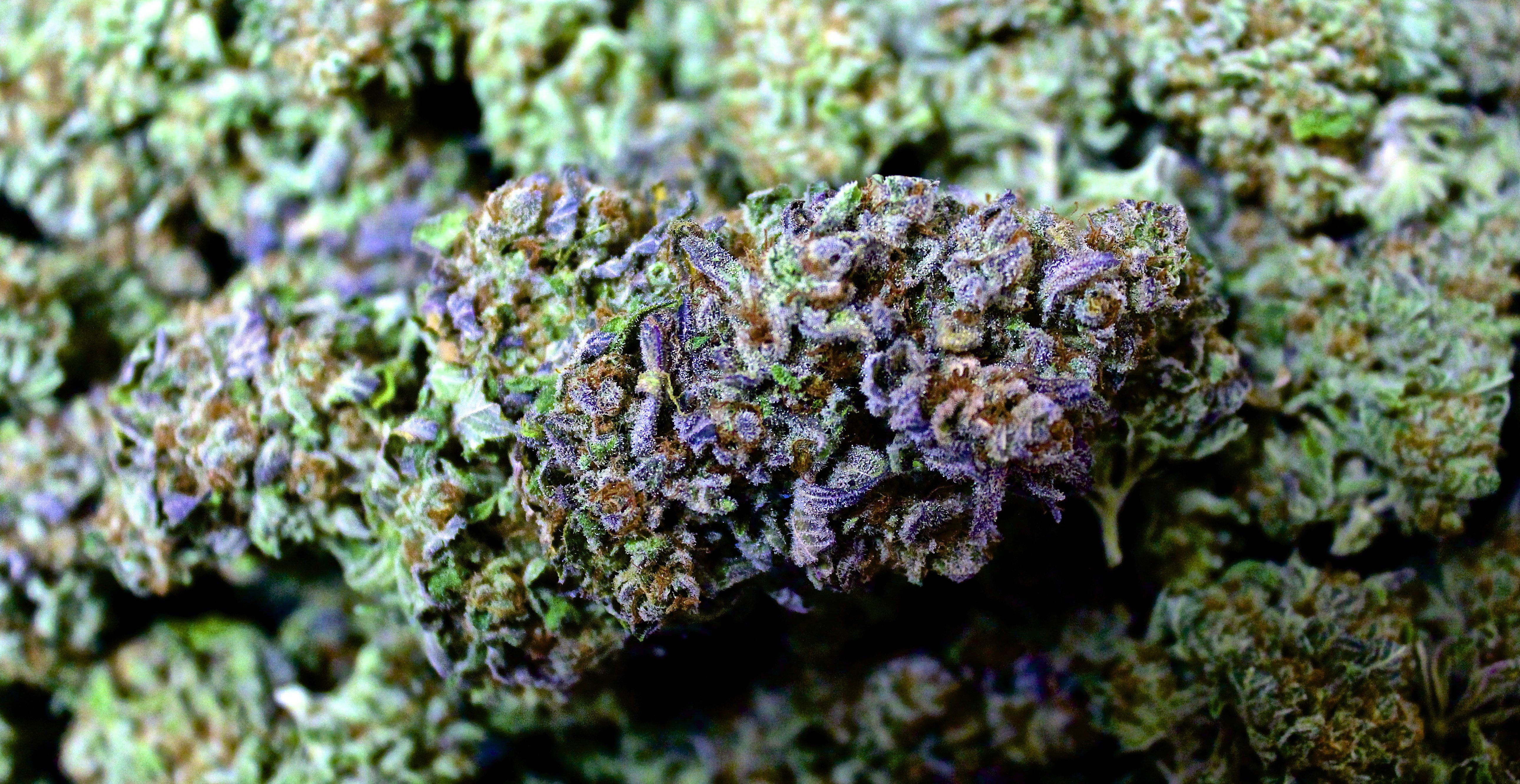 Marijuana weed 420 drugs wallpaperx2663