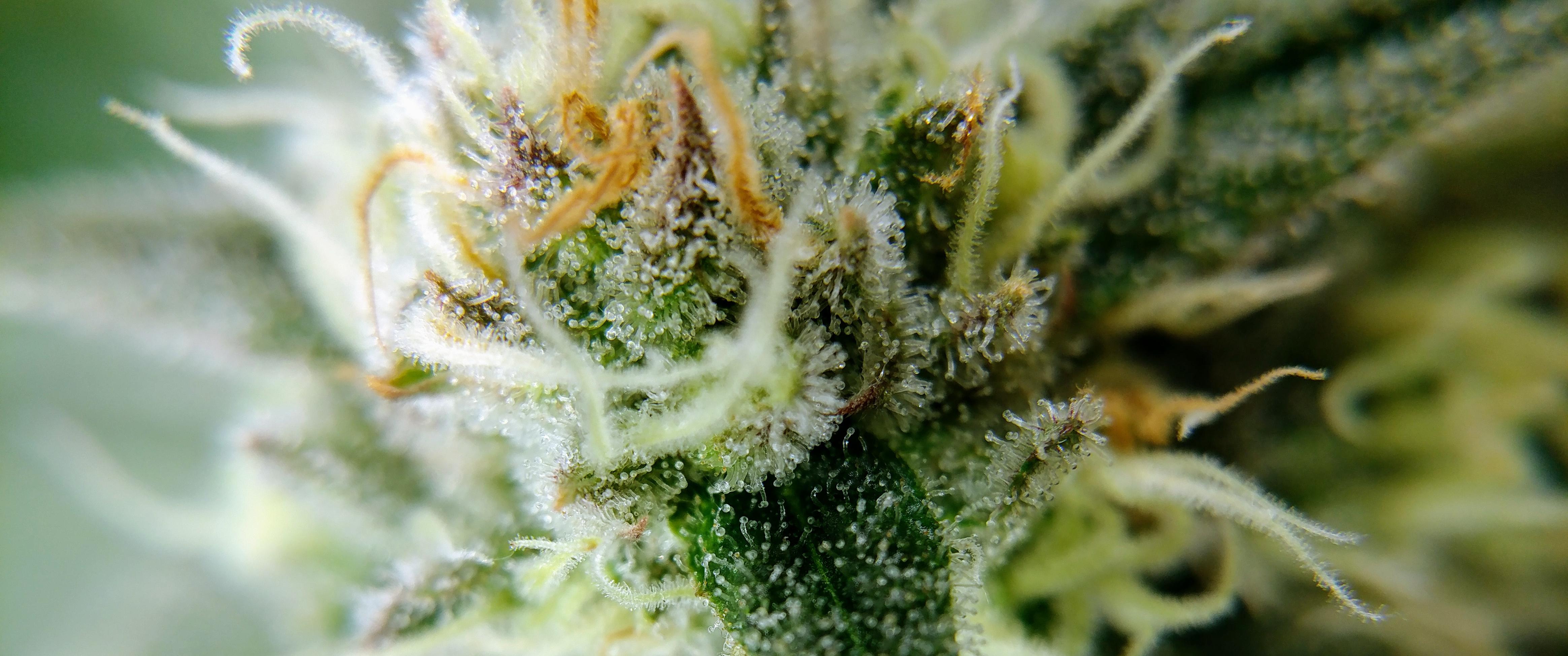 Trichomes [4656x1949]