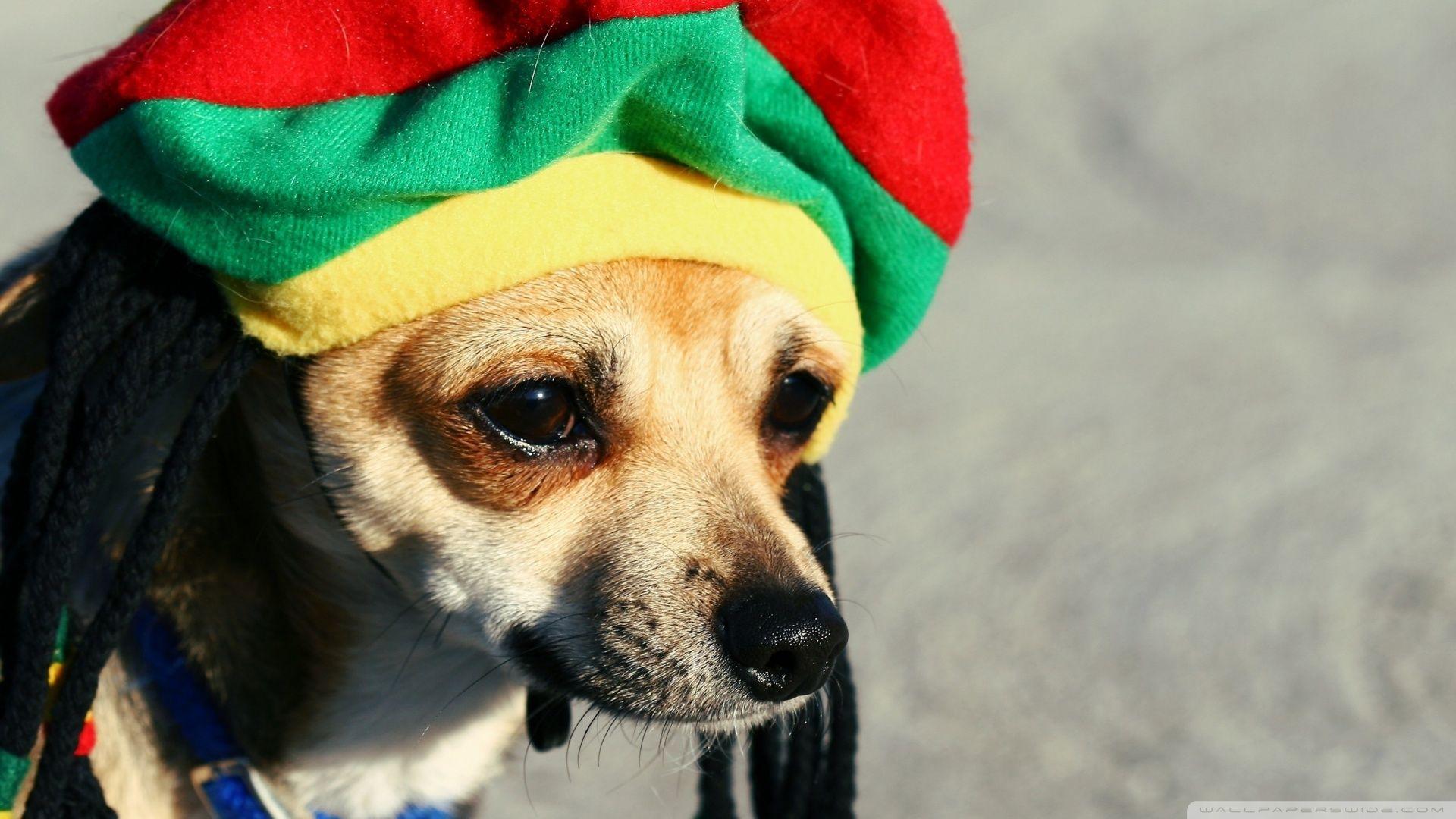 Rasta Dog ❤ 4K HD Desktop Wallpaper for 4K Ultra HD TV • Tablet