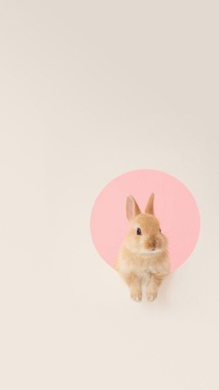 100 Cute Bunny Iphone Wallpapers  Wallpaperscom