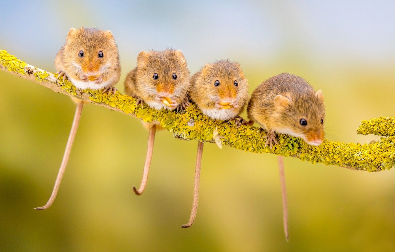 Rodents Wallpapers Wallpaper Cave Rodents Wallpapers Wallpaper Cave