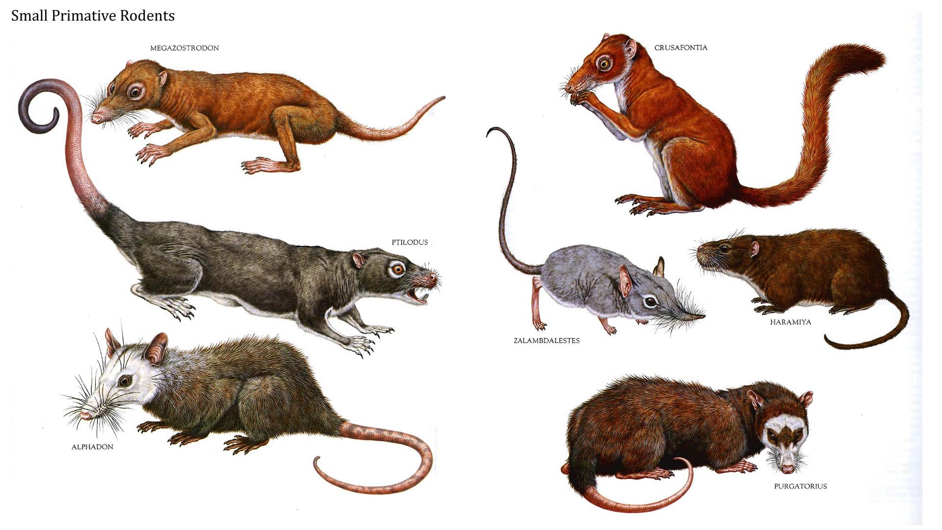 Rodents wallpapers wallpaper cave