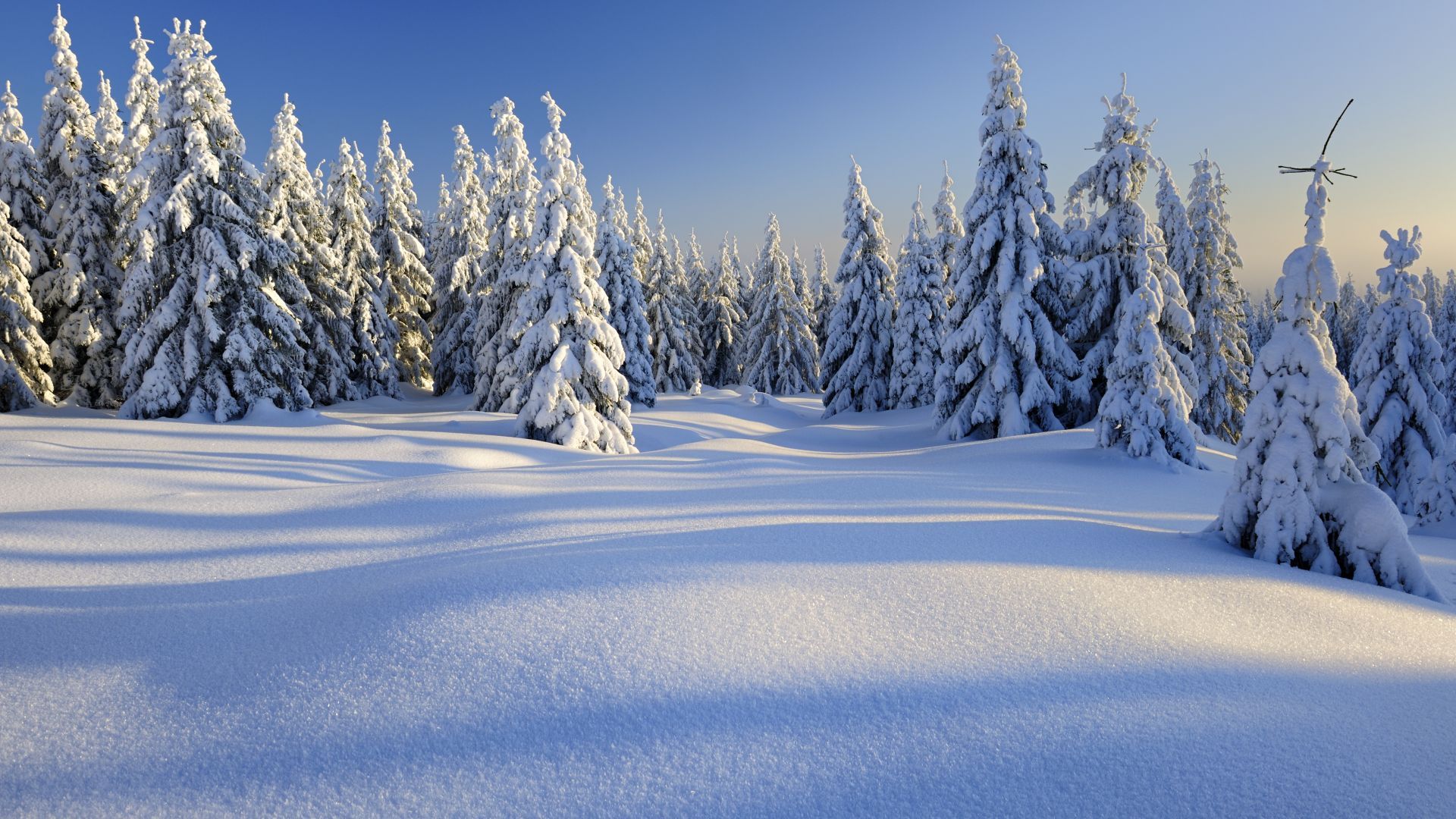 Wallpaper forest, trees, snow, winter, 5k, Nature