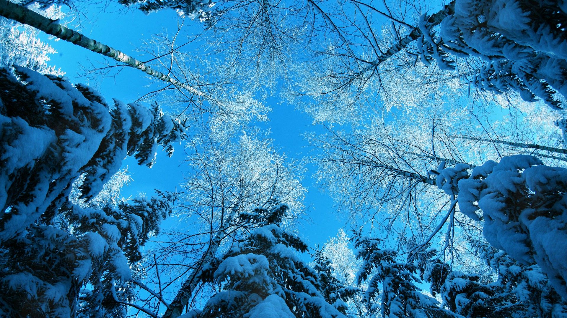 Wallpaper Winter, 5k, 4k Wallpaper, Forest, Fir Tree, Snow, Winter, OS