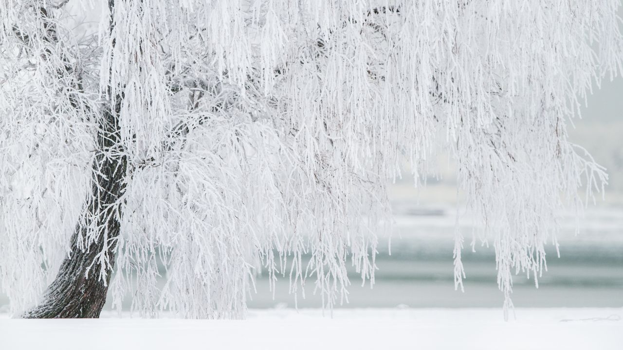 tree, snow, winter, 4k (horizontal). Winter trees, Winter photo, Landscape