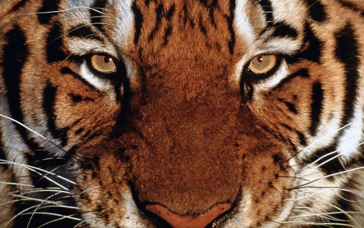 Tiger HD Desktop Widescreen Wallpaper .itl.cat