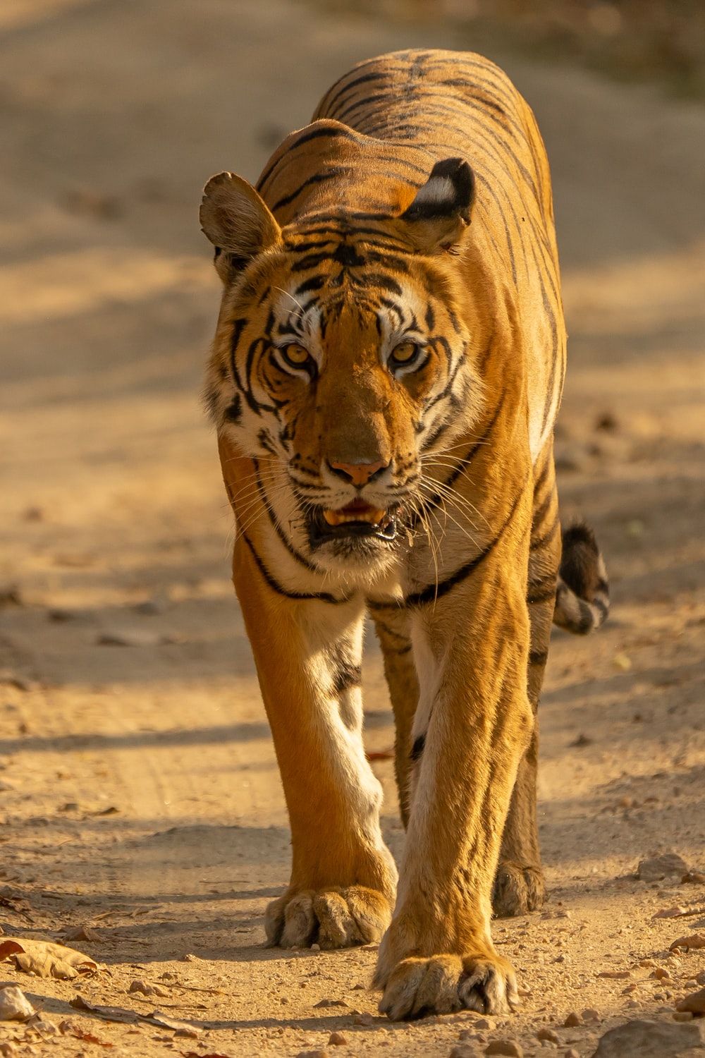 Tiger Picture. Download Free Image .com