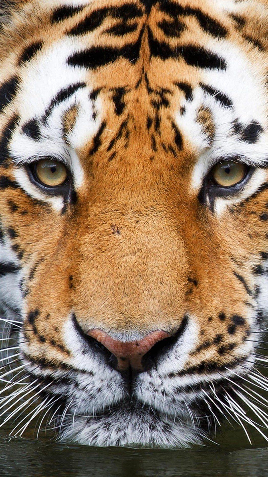 Tiger Picture Wallpaper