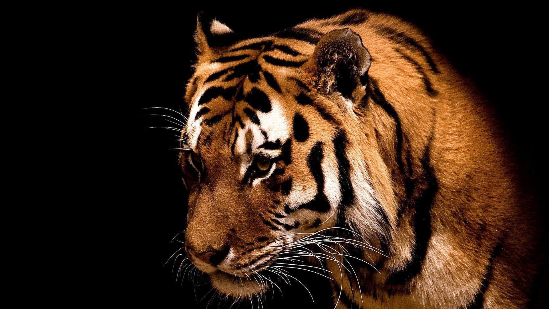 Tigres - Full Screen .wallpapertip.com
