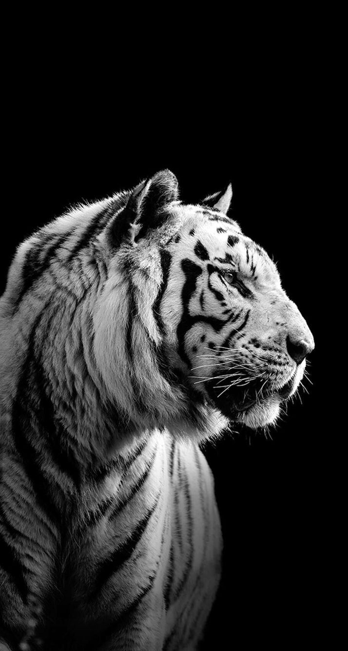 Full HD Black And White Tiger Wallpaperwalpaperlist.com