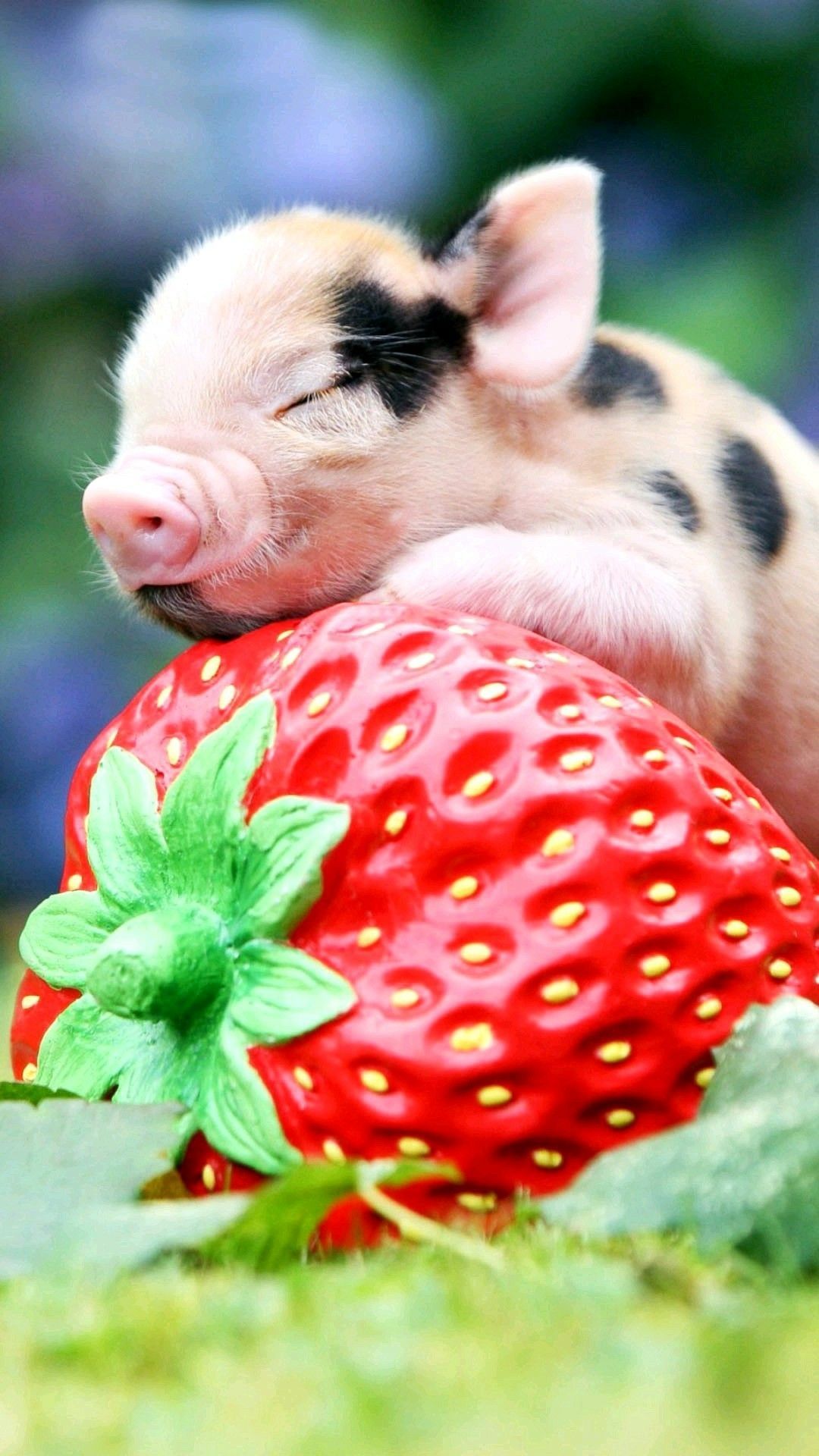 Baby pig on a strawberry wallpaper .com