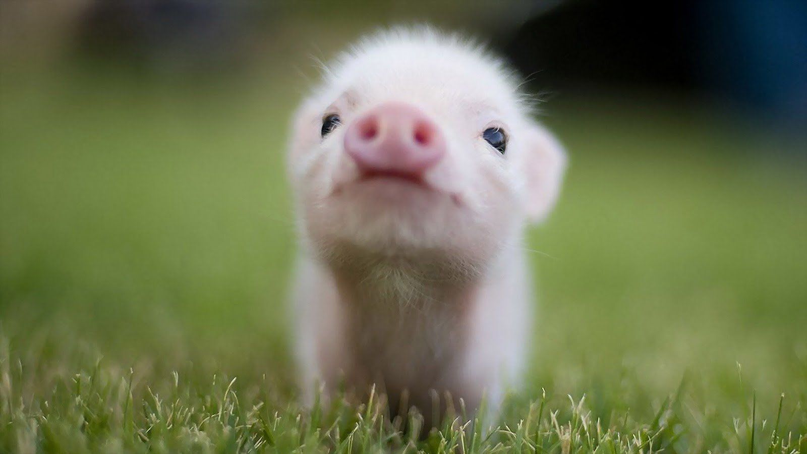 Baby Pigs Wallpaperwallpaperafari.com