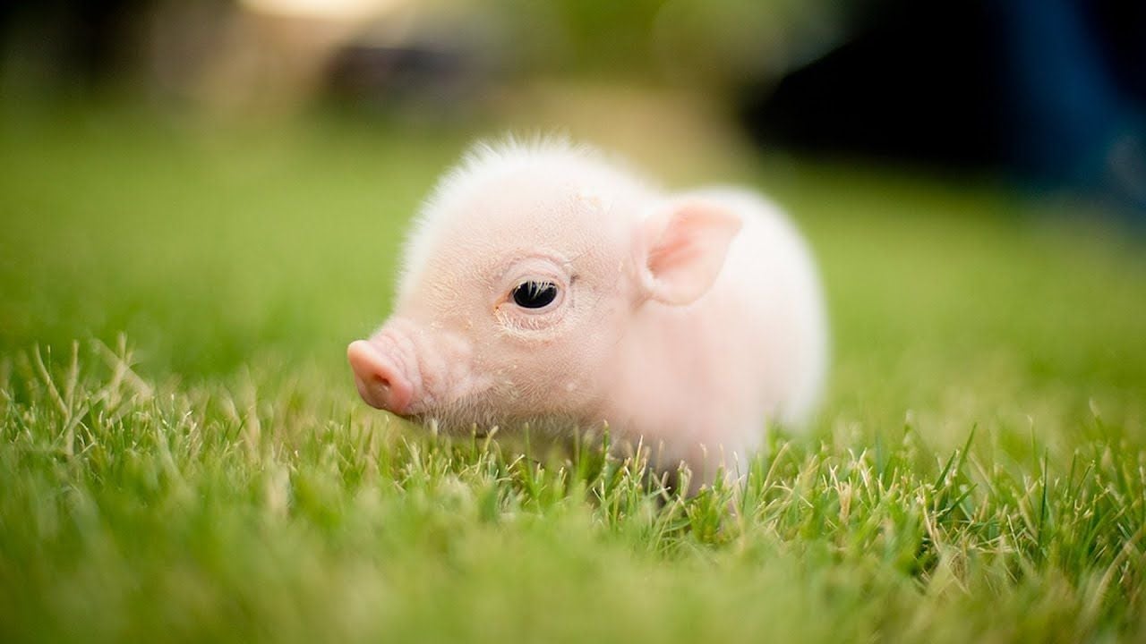 Cute Pig HD .wallpapertip.com