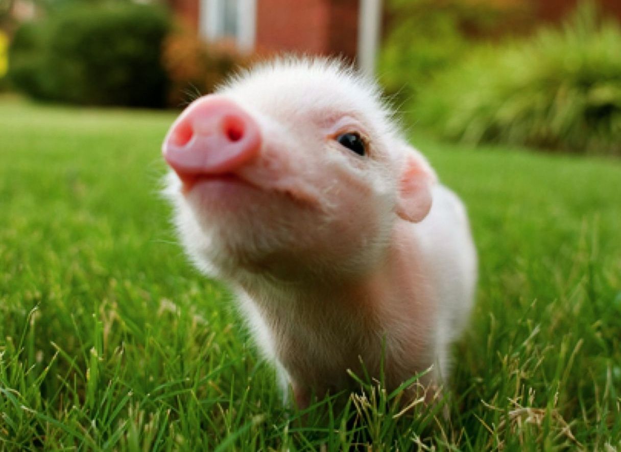 Cute Baby Pigs Wallpaper .wallpapertip.com