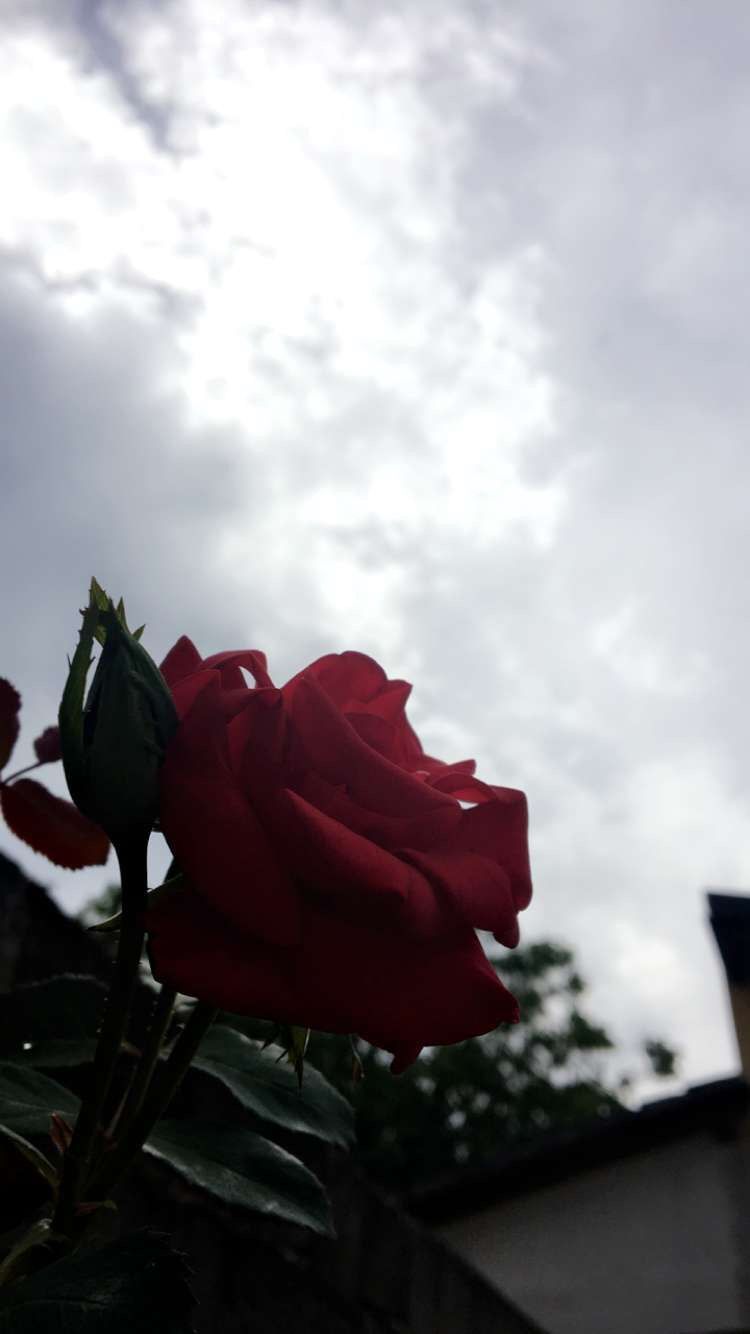 Sad Roses Wallpaperteahub.io