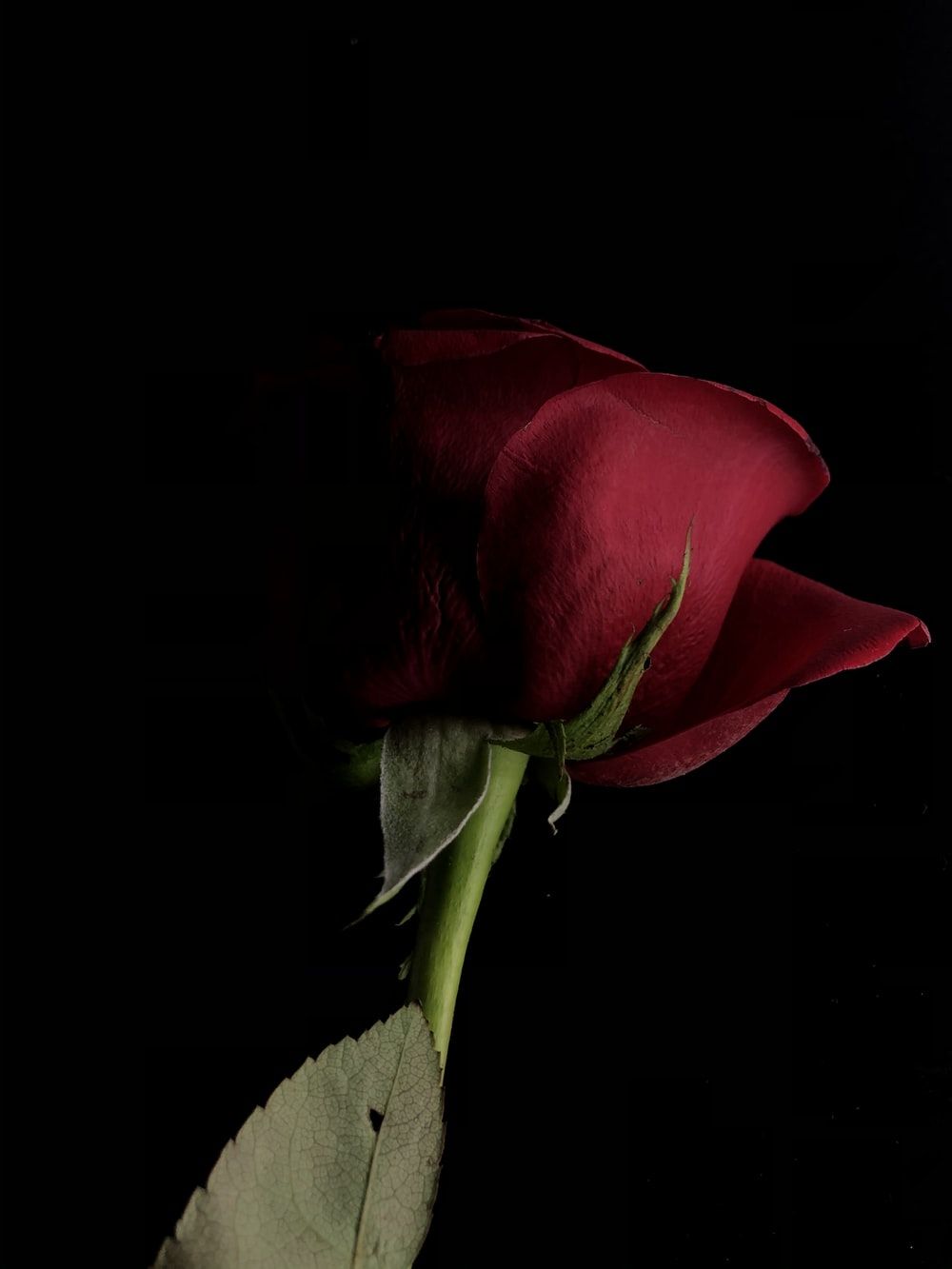 Romantic Rose Picture HQ .com