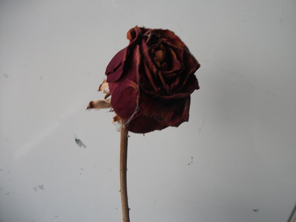 Wilted Rose Wallpaper on .hipwallpaper.com