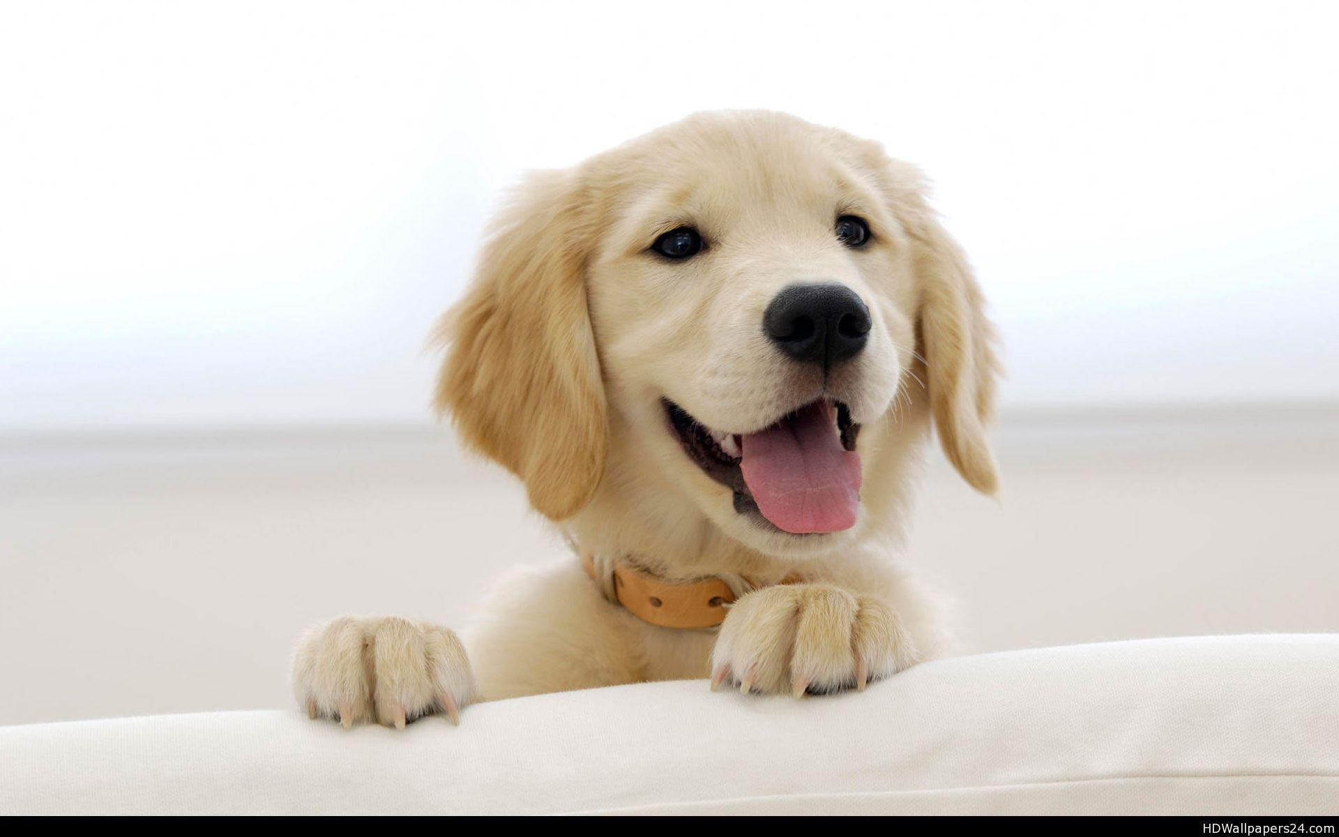 Golden Retriever Puppy Wallpaper .wallpaperaccess.com