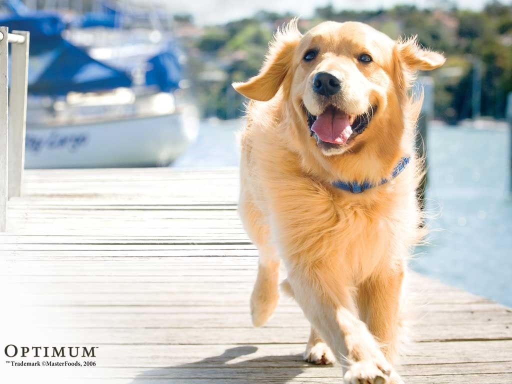 Golden Retriever Puppies Wallpaper .wallpaperafari.com