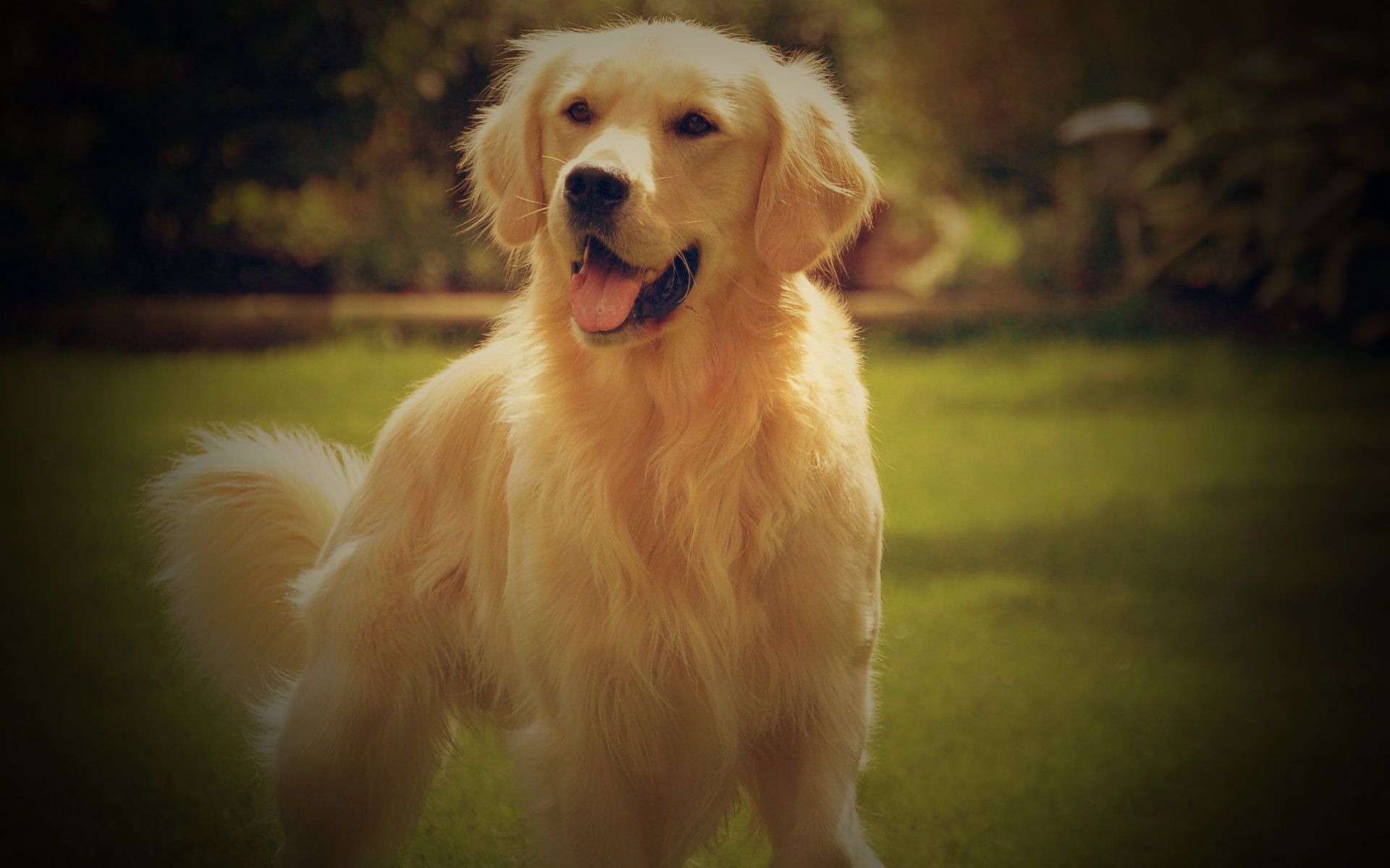 Wallpaper HD Golden Retrieverwalpaperlist.com