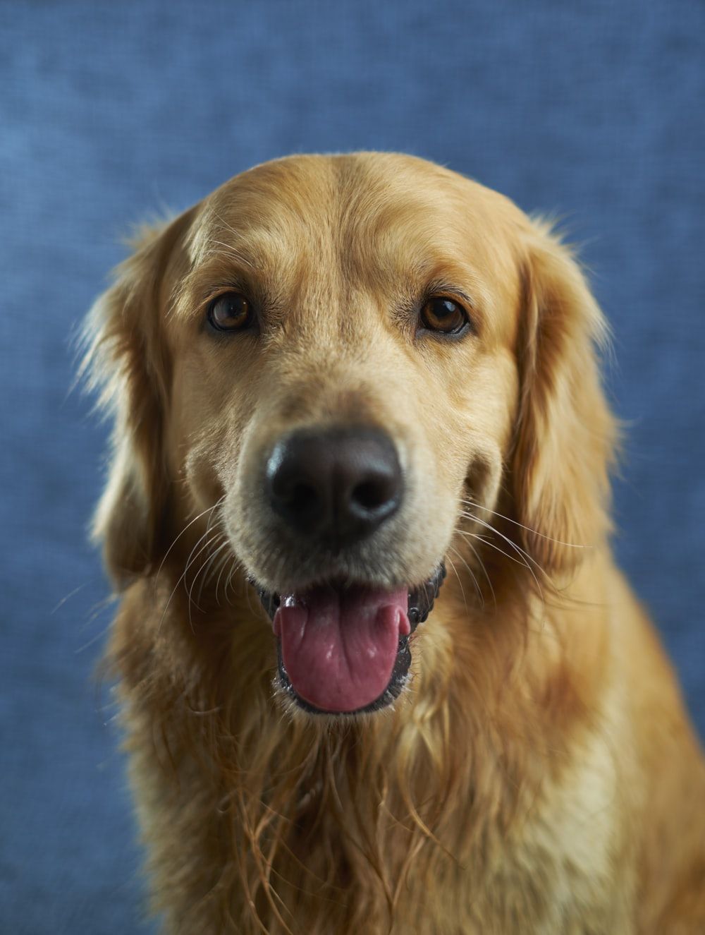 Golden Retriever Picture HD .com