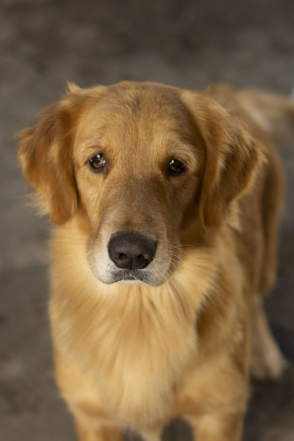 Golden Retriever Picture HD .com