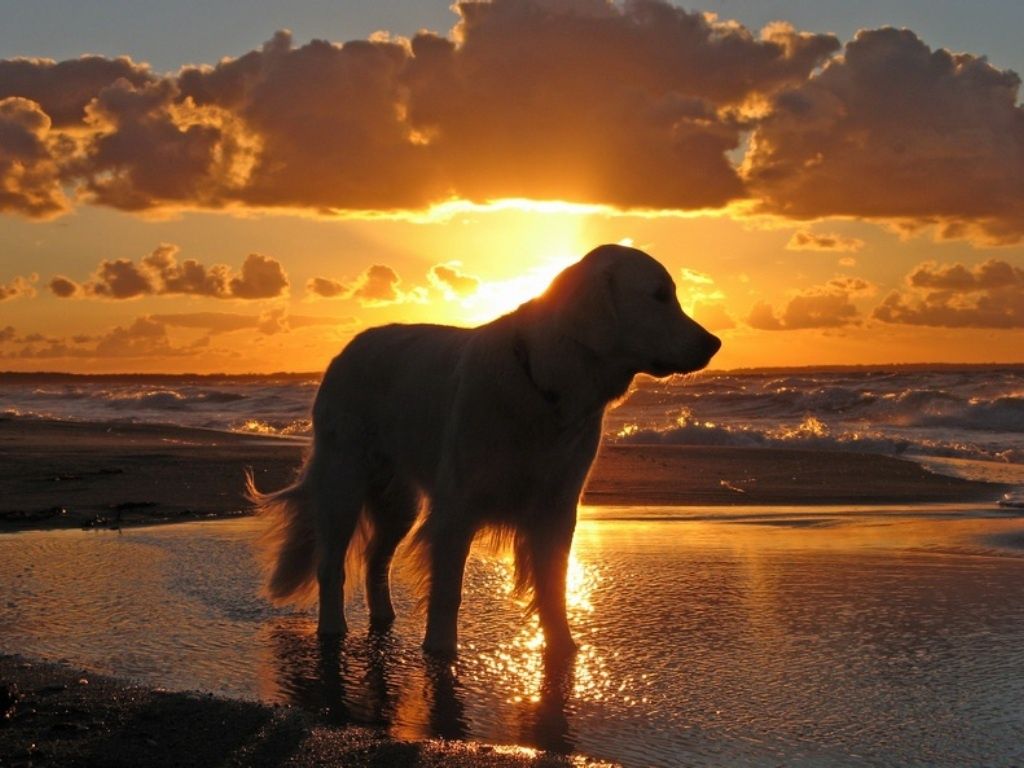 Golden Retriever Wallpaper Group Wallpaper House.com