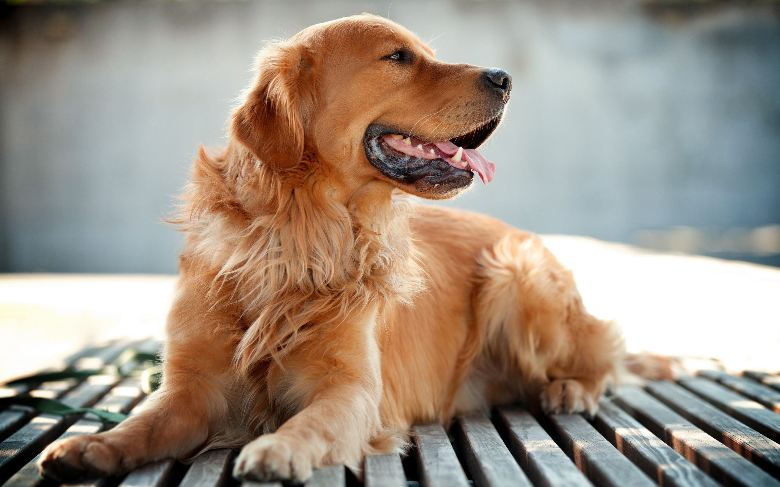 Golden Retriever Dog Wallpaper In Jpg .all Free Download.com