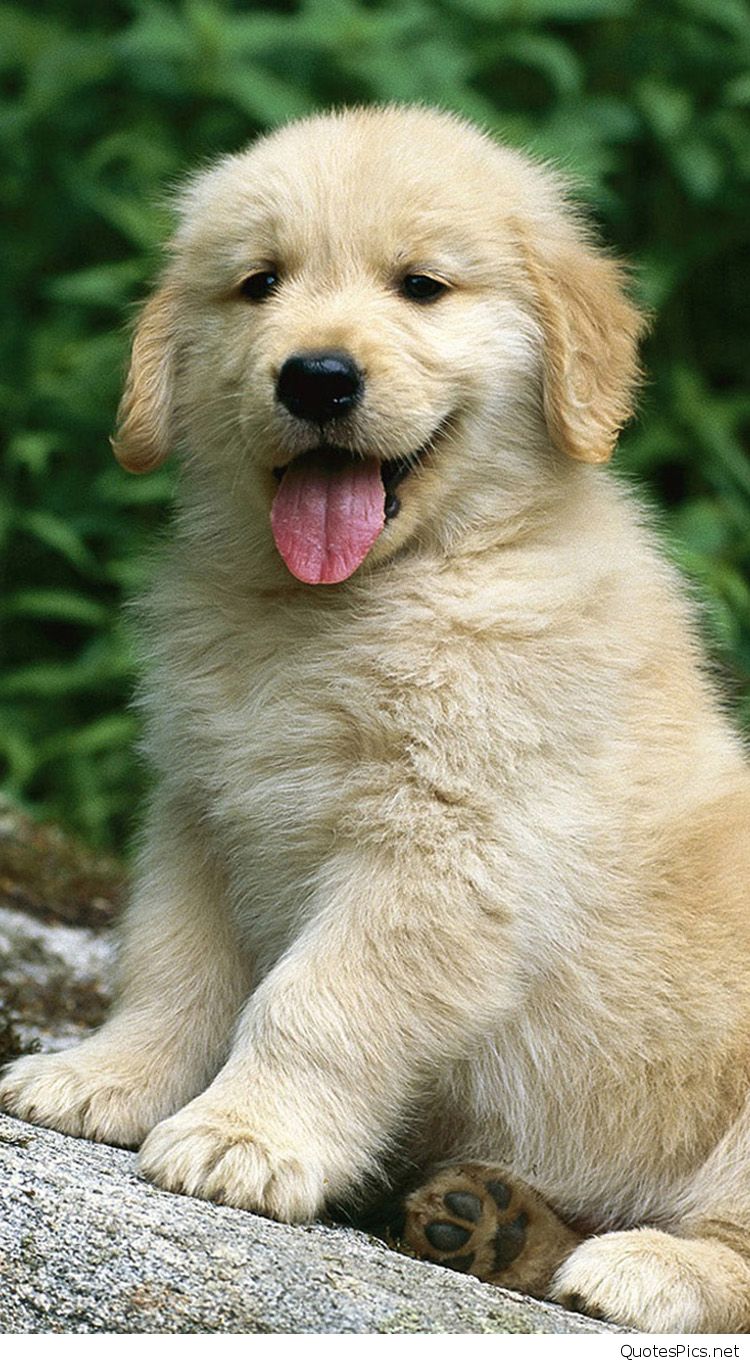 Small Golden Retriever Dog iPhone 6 .wallpapertip.com