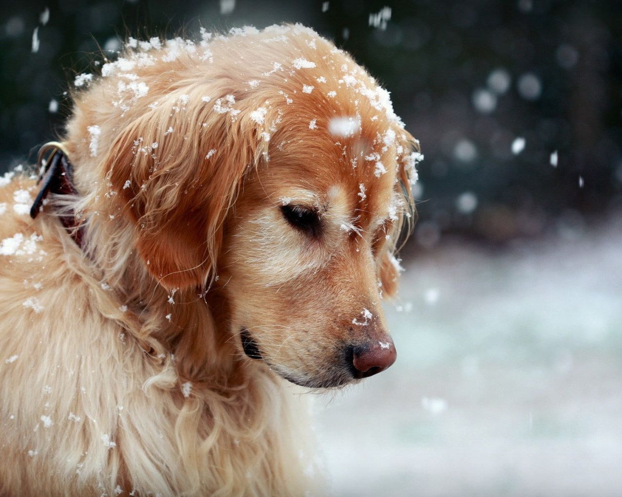 Adult golden retriever, dog, snow .wallpaperforu.com