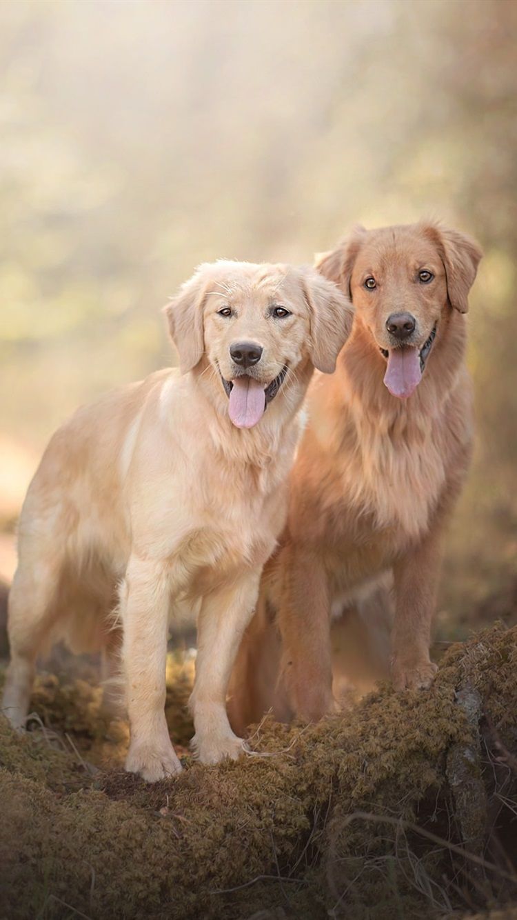 Two Dogs, Golden Retriever 750x1334 .best Wallpaper.net