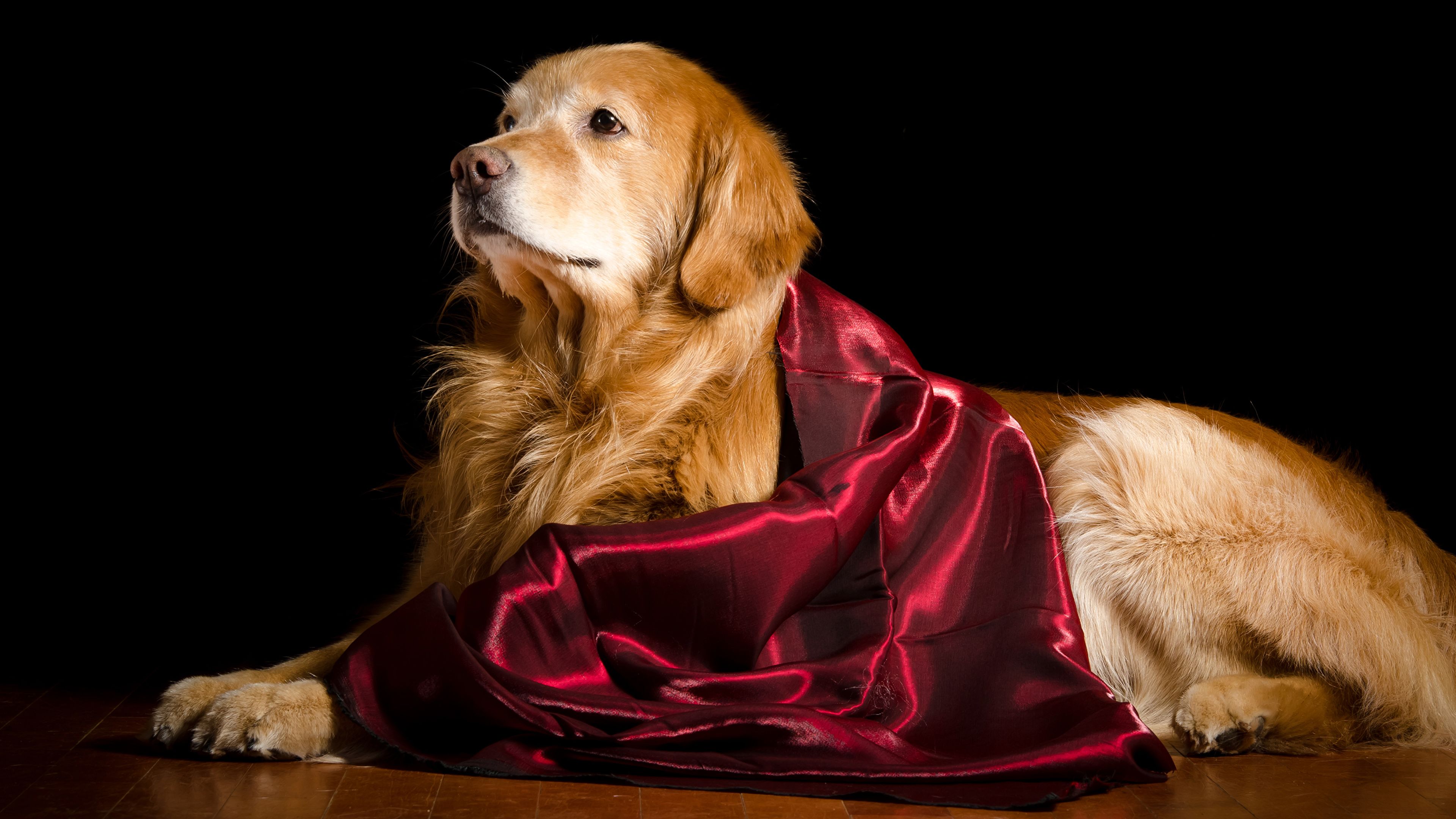 Wallpaper Golden Retriever Dogs Animals .1zoom.me