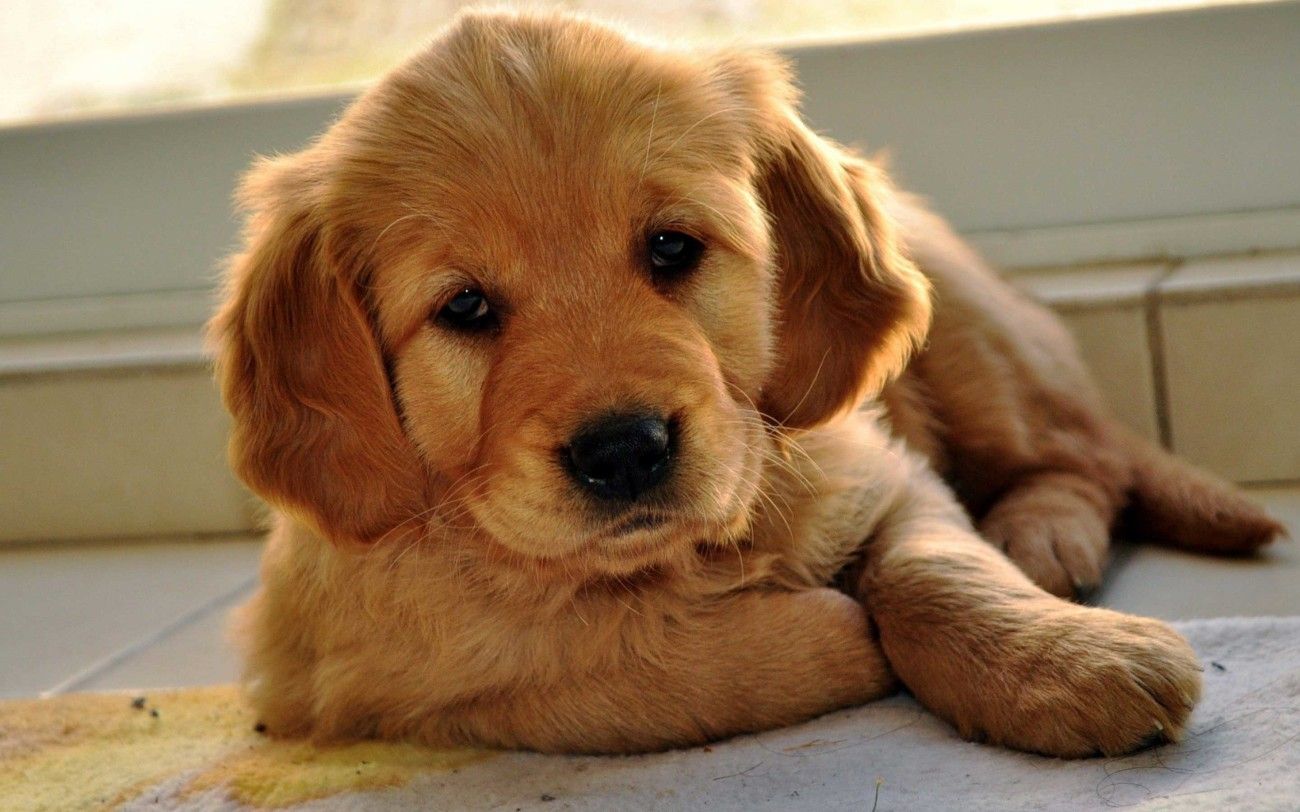 image Of Golden Retrievers Dogs Wallpaperhd Freewallpaper.com
