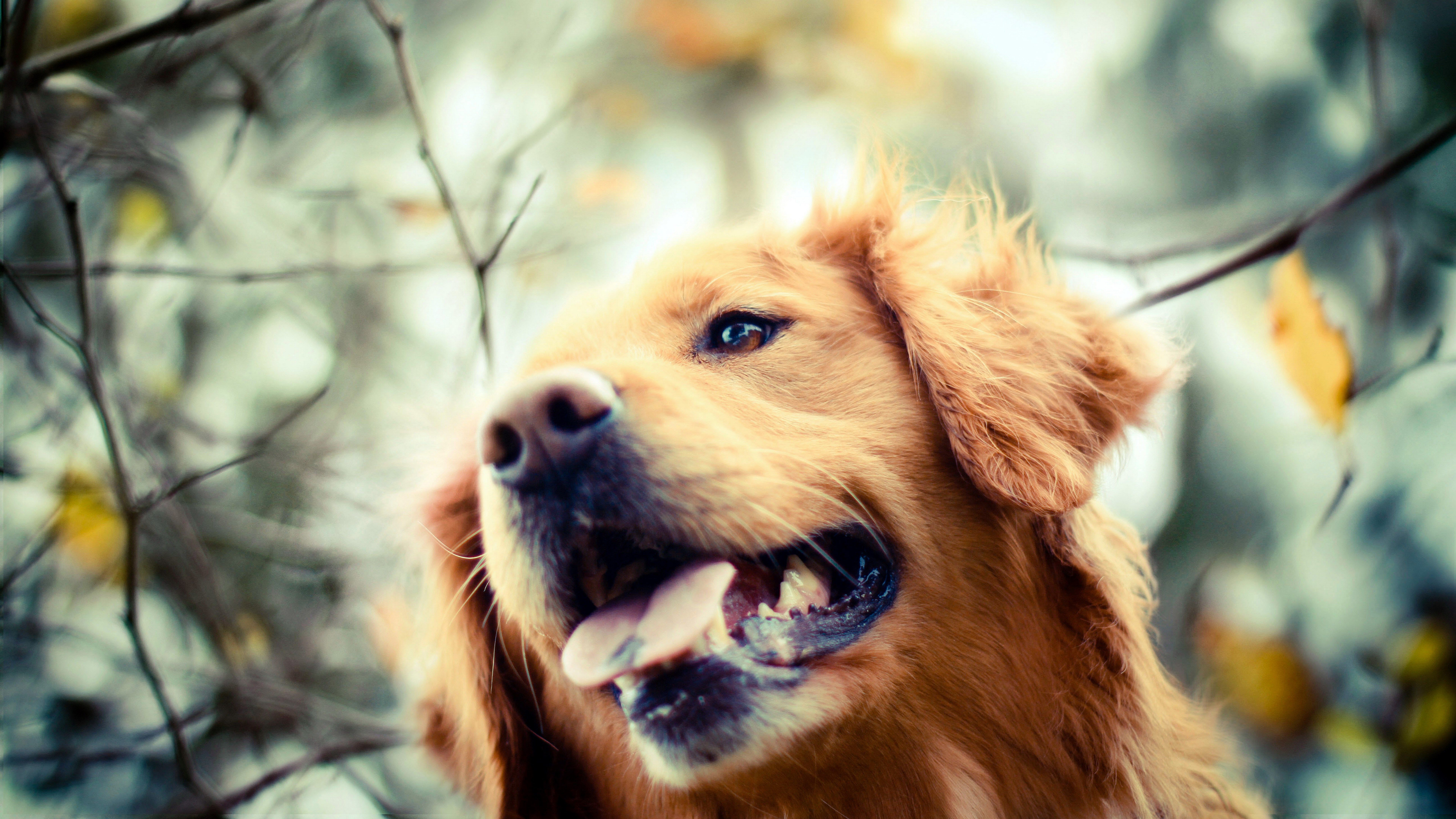 Dog Wallpaper Golden Retriever .teahub.io